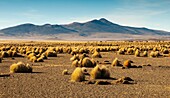 Landscape high (puna) with pajonal (Stipa ichu) in Sajama National Park, on the border with Chile Department of Oruro Bolivia South America