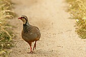 Red-legged partridge (Alectoris rufa) walk by road Sierra de San Pedro Province of Badajoz Extremadura Spain