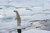 A polar bear (Ursus maritimus) is standing on the pack ice north of Svalbard, Norway