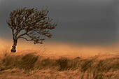 A Tree stands on Dartmoors National Park at sunrise Dartmoor, Devon England Uk