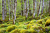 Forest on Obersee, Köenigssee, Berchtesgaden, Bavaria, Germany.