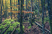 Herbstwald am Watzmann, Berchtesgaden, Bayern, Deutschland