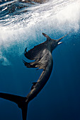A sailfish swims near the surface in blue water with dorsal fin relaxed.