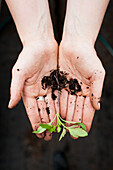 Hands holding a tiny seedling in early spring, in a High Mowing Organic greenhouse in Wolcott, Vermont.