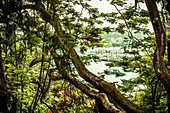 Tropical trees with boats in a harbor visible through a break in the vegetation.
