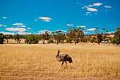 Ostrich (Struthio camelus) in farm field.
