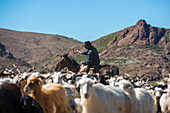 Gaucho on horseback herding goats along Route 40, Argentina, South America
