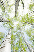 Birkenwald im Frühling, Froschperspektive, Nordrhein-Westfalen, Deutschland