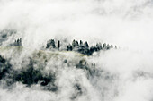 Tannenwald und Wolken, Blick vom Jenner, Nationalpark Berchtesgaden, Berchtesgadener Land, Oberbayern, Bayern, Deutschland
