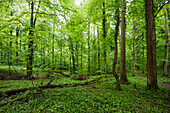 Mischwald, Emmendingen, Baden-Württemberg, Deutschland