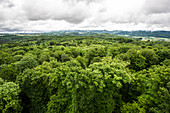 Aerial view of a mixed forest, spruce (Picea abies), beech (Fagus sylvatica) and wild cherry (Prunus avium), Emmendingen, Baden-Wuerttemberg, Germany