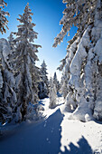Verschneite Fichten, Winterlandschaft auf dem Arber, Bayern, Deutschland