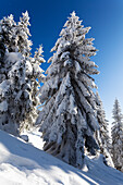 snowcovered spruce, Picea abies, Winterscenery on Arber Mountain, Bavaria, Germany, Europe