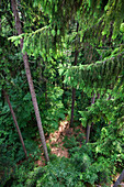 Fichtenwald, Fichte, Rotfichte, Picea abies, Nationalpark Bayerischer Wald, Niederbayern, Deutschland