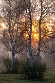 Birken am frühen Morgen, Moorbirken, Betula pubescens, Oberbayern, Deutschland
