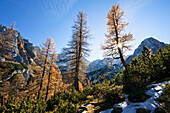 Europäische Lärchen, Larix decidua, Baum des Jahres 2012, Mieminger Kette, Alpen, Österreich, Europa