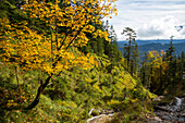 Bergahorn im Herbst, Acer pseudoplatanus, Bayrische Alpen, Oberbayern, Deutschland, Europa