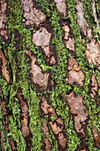 Kiefernrinde, Pinus spec., mit Flechten, Deutschland, Europa
