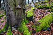 Baumstamm mit Baumpilzen, Moos und Totholz, Februar, Naturpark Saar-Hunsrück, Hunsrück, Rheinland-Pfalz, Deutschland