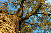 Oaktree in autumn, Quercus robur, Upper Bavaria, Germany, Europe