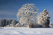 Eiche am Waldrand im Winter, Schnee, Quercus robur, Oberbayern, Deutschland