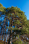 Pine tree in autumn, Pinus sylvestris, Herzogstand mountain, Alps, Upper Bavaria, Germany, Europe