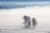 trees in winter with snow Upper Bavaria, Germany