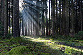 Lichtung im Fichtenwald, Picea abies, Oberbayern, Deutschland, Europa