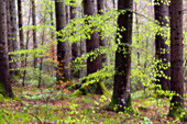 Junges Rotbuchenlaub im Frühling,  Fagus sylvatica, Oberbayern, Deutschland, Europa