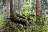 Skurrile Wurzeln eines Nadelbaums, Oberbayern, Deutschland