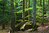 Waldimpression im Nationalpark, Bayerischer Wald, Bayern, Deutschland, Europa