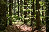 Mischwald, Fichte, Buche, Nationalpark Bayrischer Wald, Bayern, Deutschland