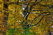 Rotbuchen im Abendlicht, Fagus sylvatica, Herbststimmung, Oberbayern, Deutschland, Europa