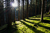Sonnenstrahlen in Fichtenwald, Picea abies, Bayern, Deutschland
