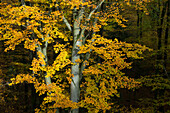 Buchenwald im Herbst, Fagus sylvatica, Herbststimmung, Saarland, Deutschland, Europa