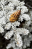 Close up of frosted evergreen tree needles with pine cone, Calgary, Alberta, Canada