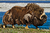 Muskox Ovibos moschatus bull shedding qiviut, walking among dwarf willows Salix sp. along bank of Sagavanirktok River, gravel bar in background, Arctic tundra, Arctic coastal plain, North Slope, Northern Alaska, Alaska, United States of America
