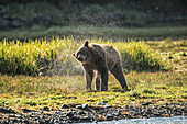 Brown bear ursus arctos shaking the water off after fishing, Geographical Bay, Alaska, United States of America