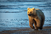 Alaskan coastal bear ursus arctos walking along the shoreline of a lake, Lake Clark National Park, Alaska, United States of America