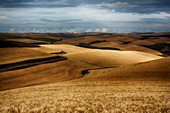 Golden wheat fields on rolling hills, Palouse, Washington, United States of America