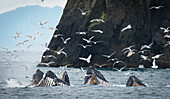 Humpback whales Megaptera novaeangliae bubble feeding and surrounded by seagulls in the harbour, Seward, Alaska, United States of America