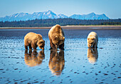 Alaskan coastal bear ursus arctos sow and cubs clamming, Lake Clark National Park, Alaska, United States of America