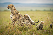 Cheetah Acinonyx jubatus, Masai Mara National Reserve, Kenya