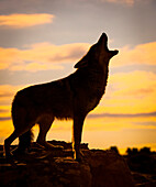 Coyote Canis latrans howling at sunset, Triple D Ranch, California, United States of America