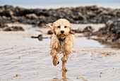 A wet cockapoo runs through the water on a beach, South Shields, Tyne and Wear, England