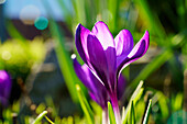 A purple crocus in bloom, South Shields, Tyne and Wear, England