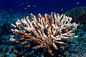 Antler coral Pocillopora eydouxi bleached white by the compounding effects of an El Nino with global warming photographed while scuba diving the Kona coast, Kona, Island of Hawaii, Hawaii, United States of America