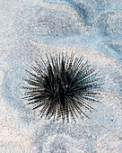 Banded sea urchin Echinothrix calamaris on a sandy bottom off the Kona coast, Kona, Island of Hawaii, Hawaii, United States of America
