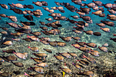 School of Brown Surgeofish Acanthurus nigrofuscus photographed while snorkeling the Kona coast, Kona, Island of Hawaii, Hawaii, United States of America