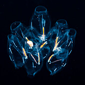 Colony of salps photographed during a blackwater scuba dive several miles offshore of Hawaii Island at night, Island of Hawaii, Hawaii, United States of America